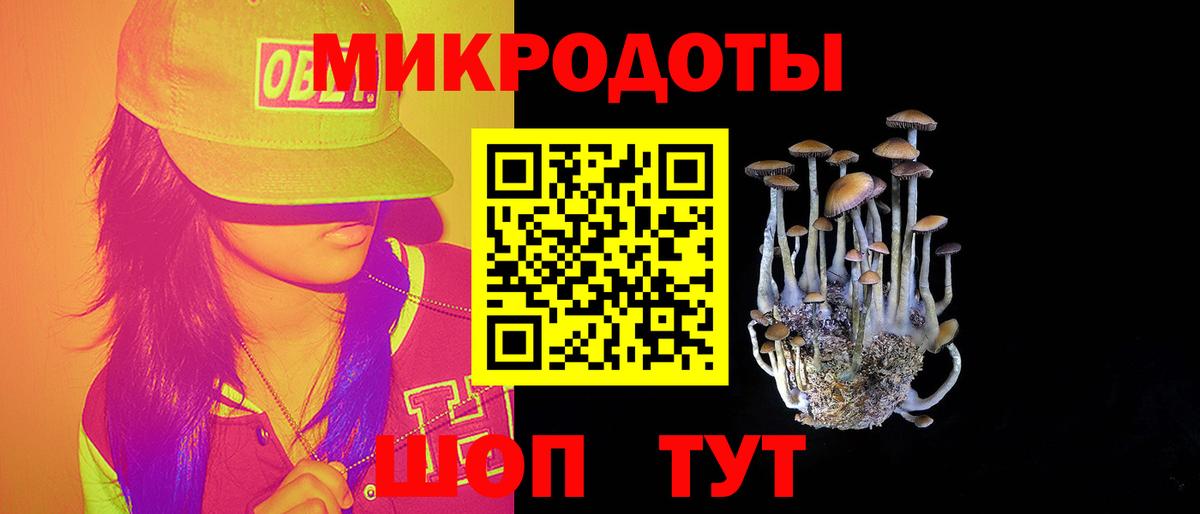 Псилоцибиновые грибы Psilocybe Калач-на-Дону
